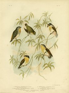 Forty-Spotted Diamondbird或Forty-Spotted Pardalote，1891 作者 格拉西乌斯·布罗诺诺夫斯基